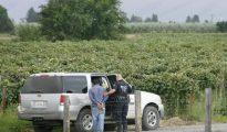 Mexican authorities find massive marijuana plantation