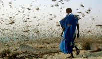 Swarms of Locusts Use Social Networking to Communicate