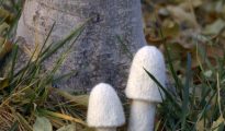 Where the world's wild mushrooms grow